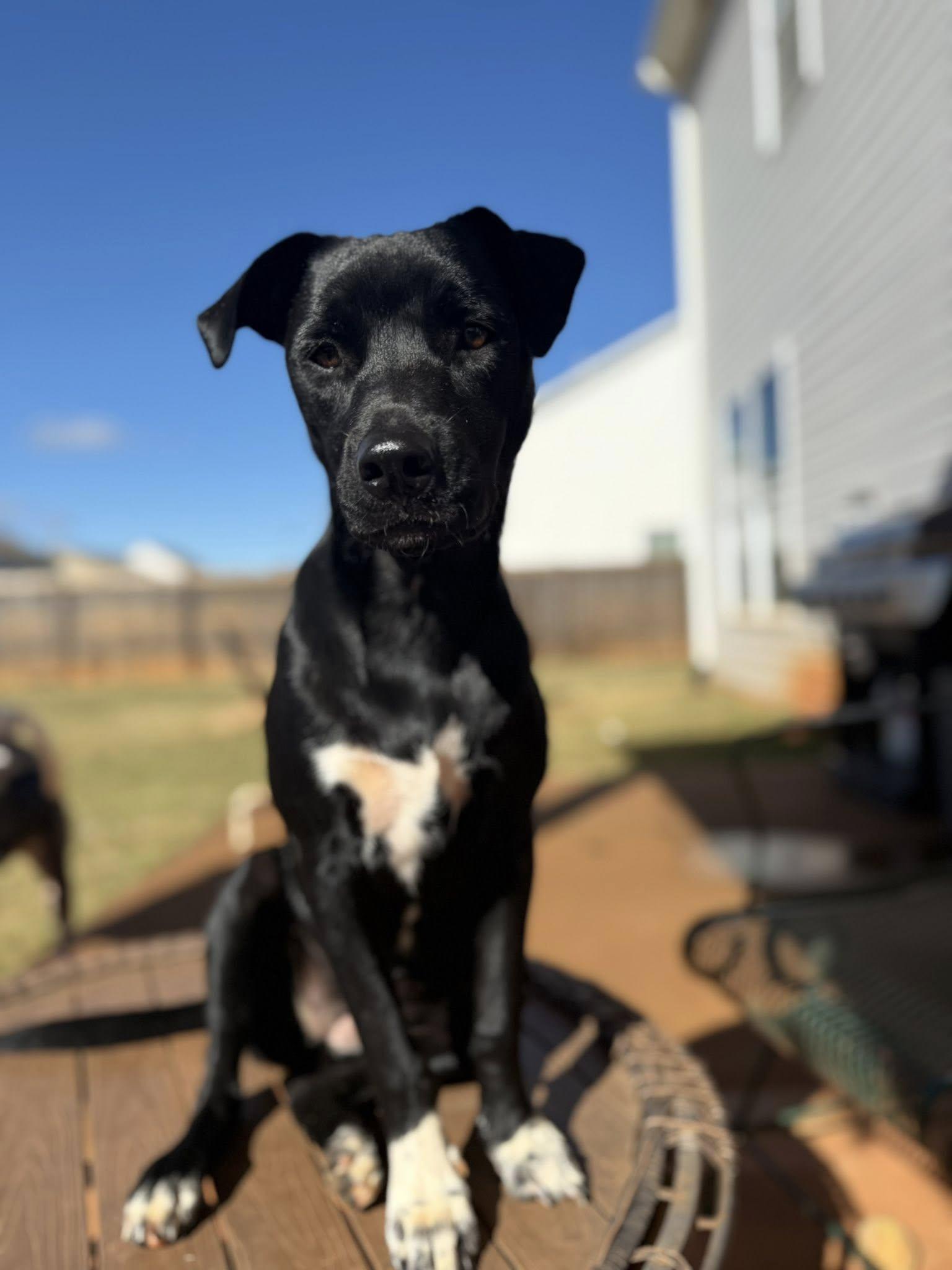 Anastasia, a Adoptable Terrier in Greenville, SC image 1/3