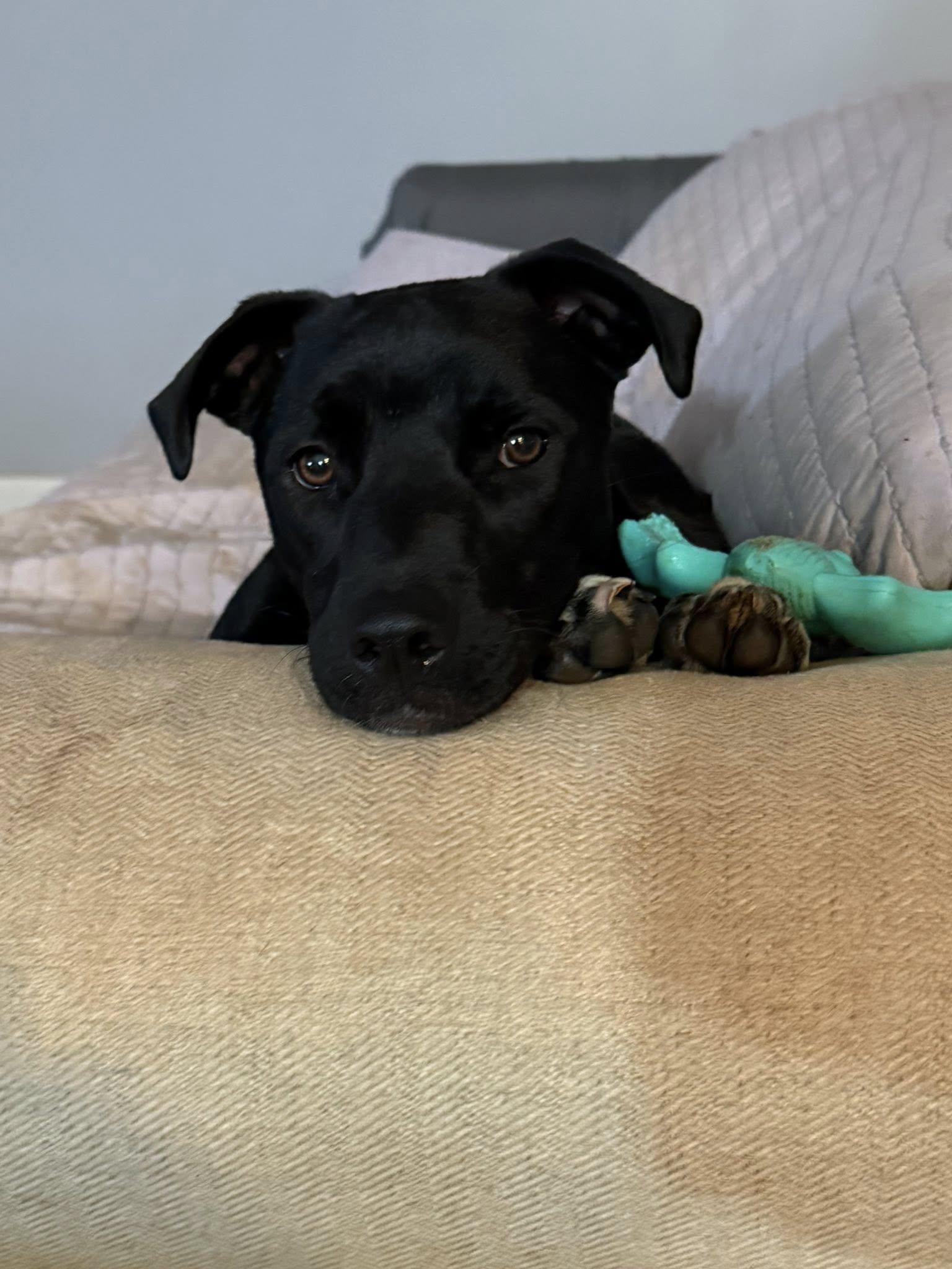 Anastasia, a Adoptable Terrier in Greenville, SC image 2/3