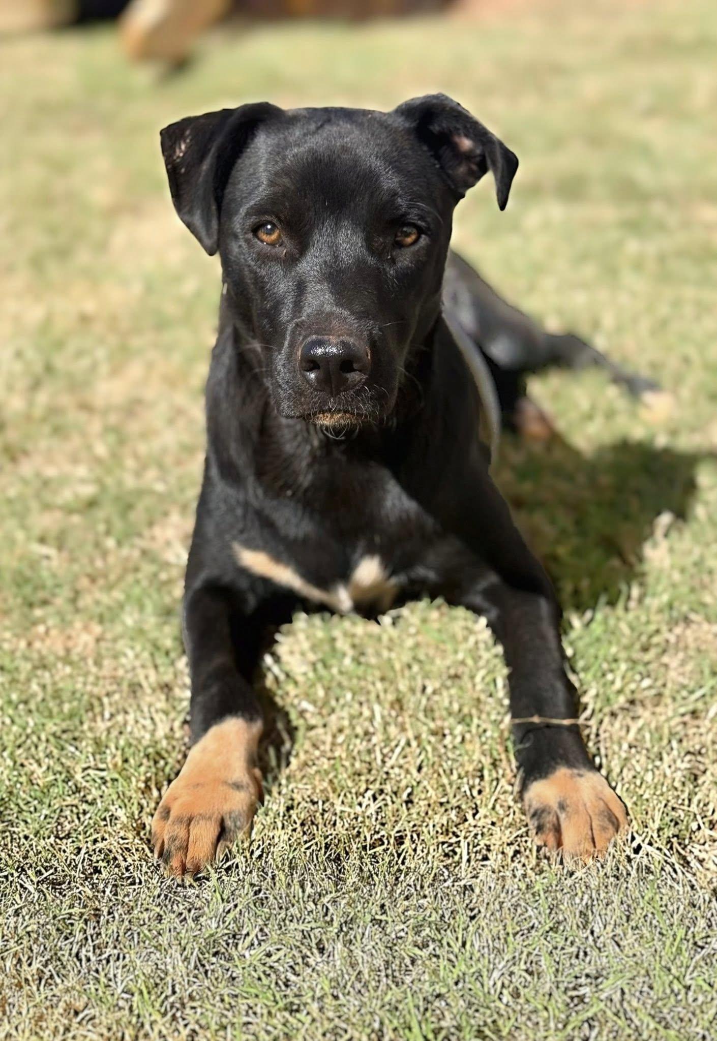 Anastasia, a Adoptable Terrier in Greenville, SC image 3/3