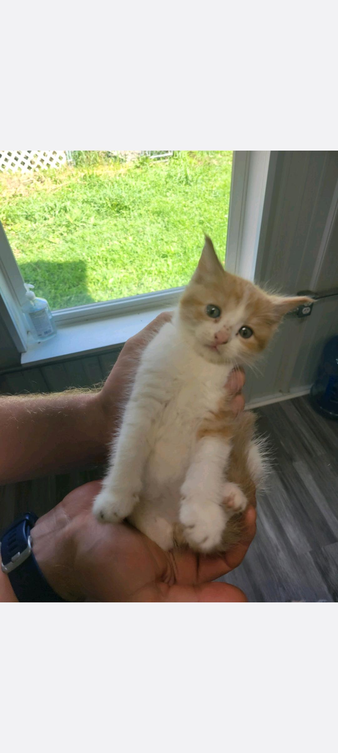 Fed-Ex, an adoptable Domestic Short Hair in Fertile, MN, 56540 | Photo Image 1