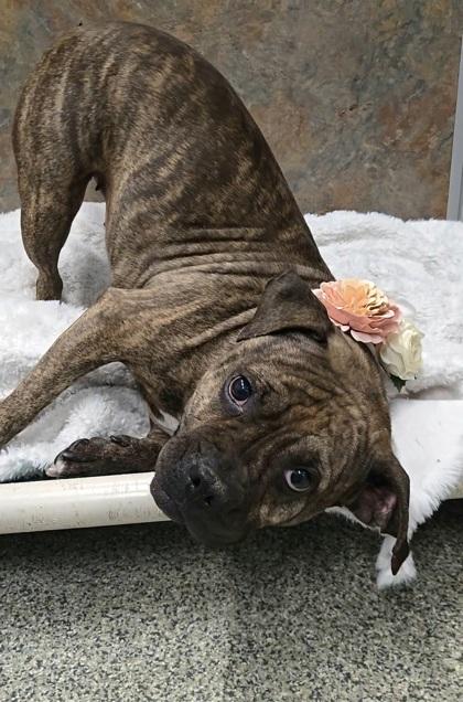 Fidgy, Adoptable, Adult Female Boxer & Mixed Breed.