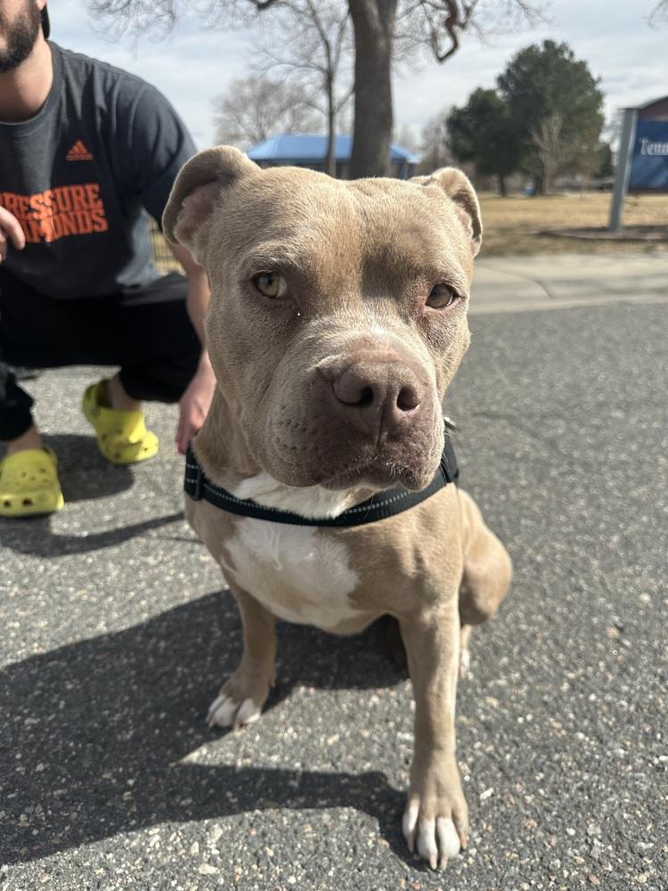 Sweetie Pie, Adoptable, Adult Female American Staffordshire Terrier.