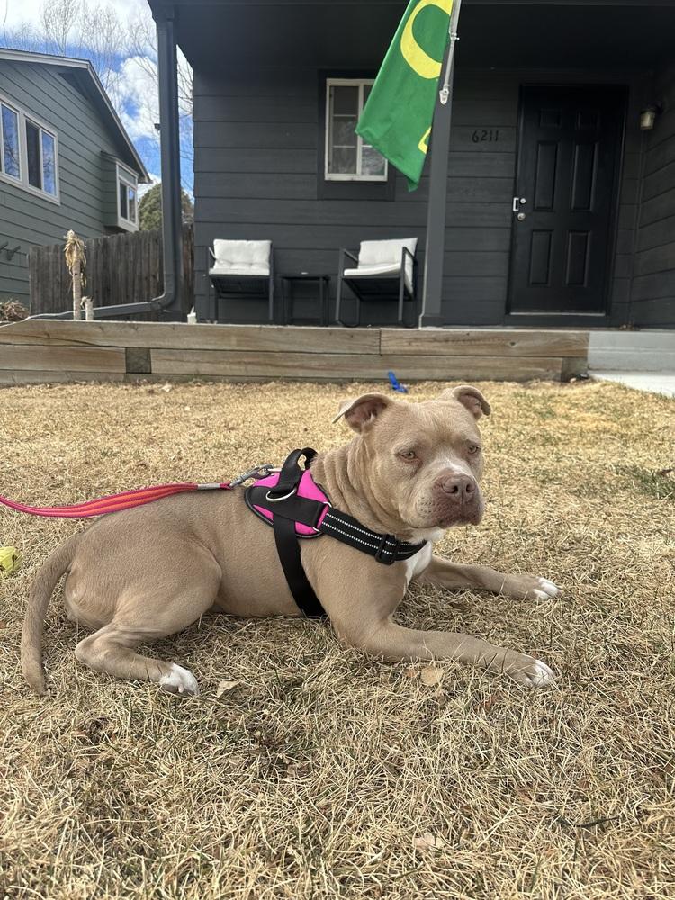 Enlarge Sweetie Pie, a Adoptable mixed breed in Denver, CO image 2/4