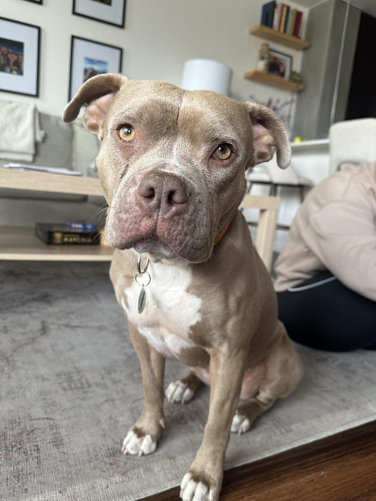 Sweetie Pie, a Adoptable mixed breed in Denver, CO image 3/6