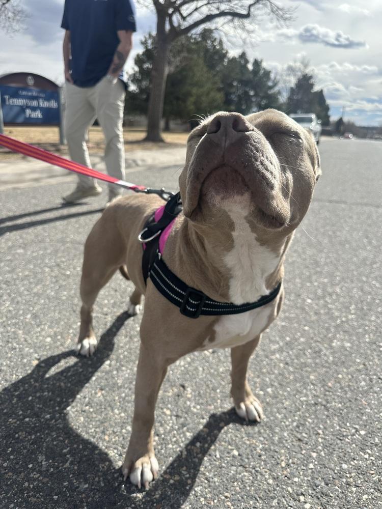 Sweetie Pie, Adoptable, Adult Female American Staffordshire Terrier.