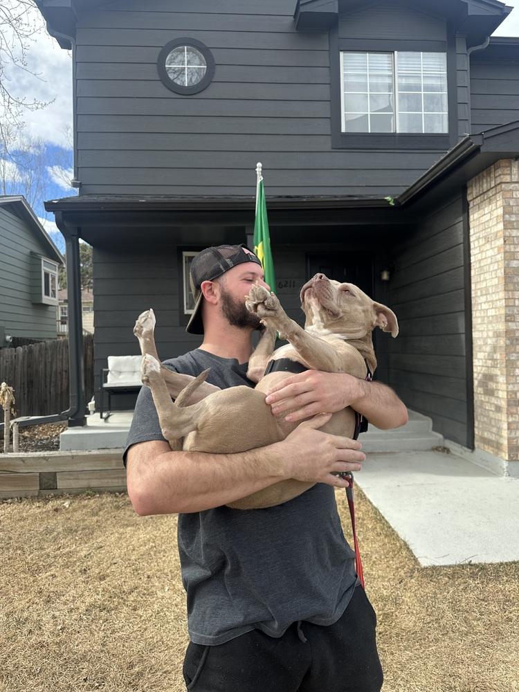 Enlarge Sweetie Pie, a Adoptable mixed breed in Denver, CO image 4/4