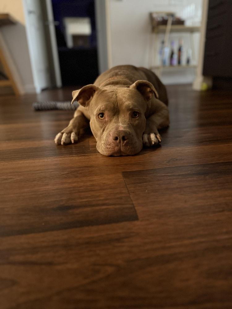 Sweetie Pie, a Adoptable mixed breed in Denver, CO image 6/6