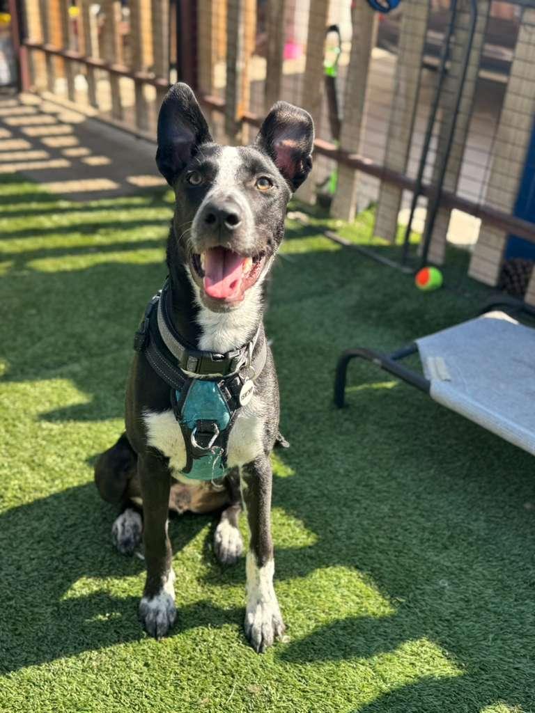 Stewie, a Adoptable Pit Bull Terrier in Los Angeles, CA image 1/6