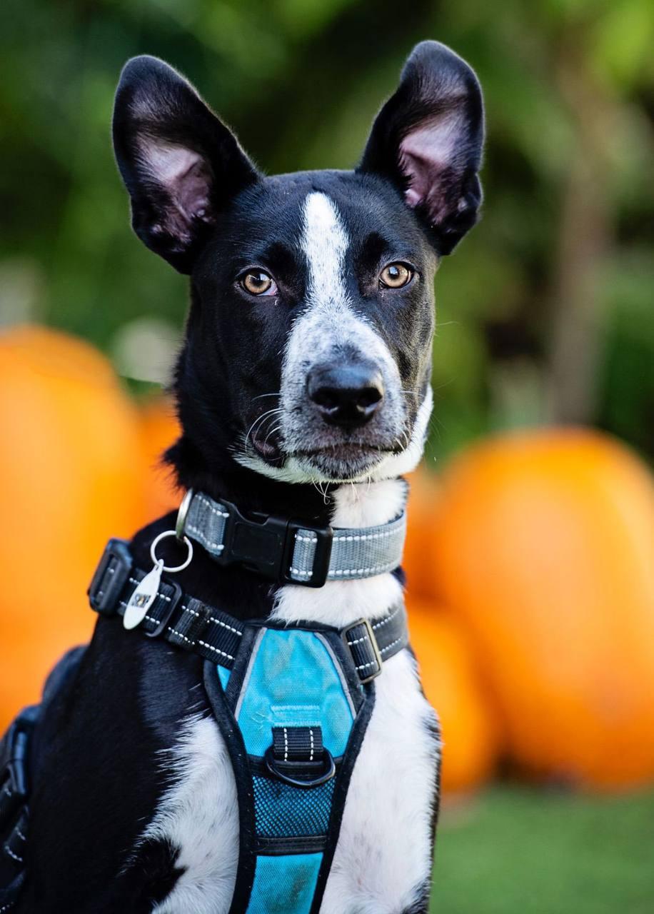 Stewie, a Adoptable Pit Bull Terrier in Los Angeles, CA image 3/6
