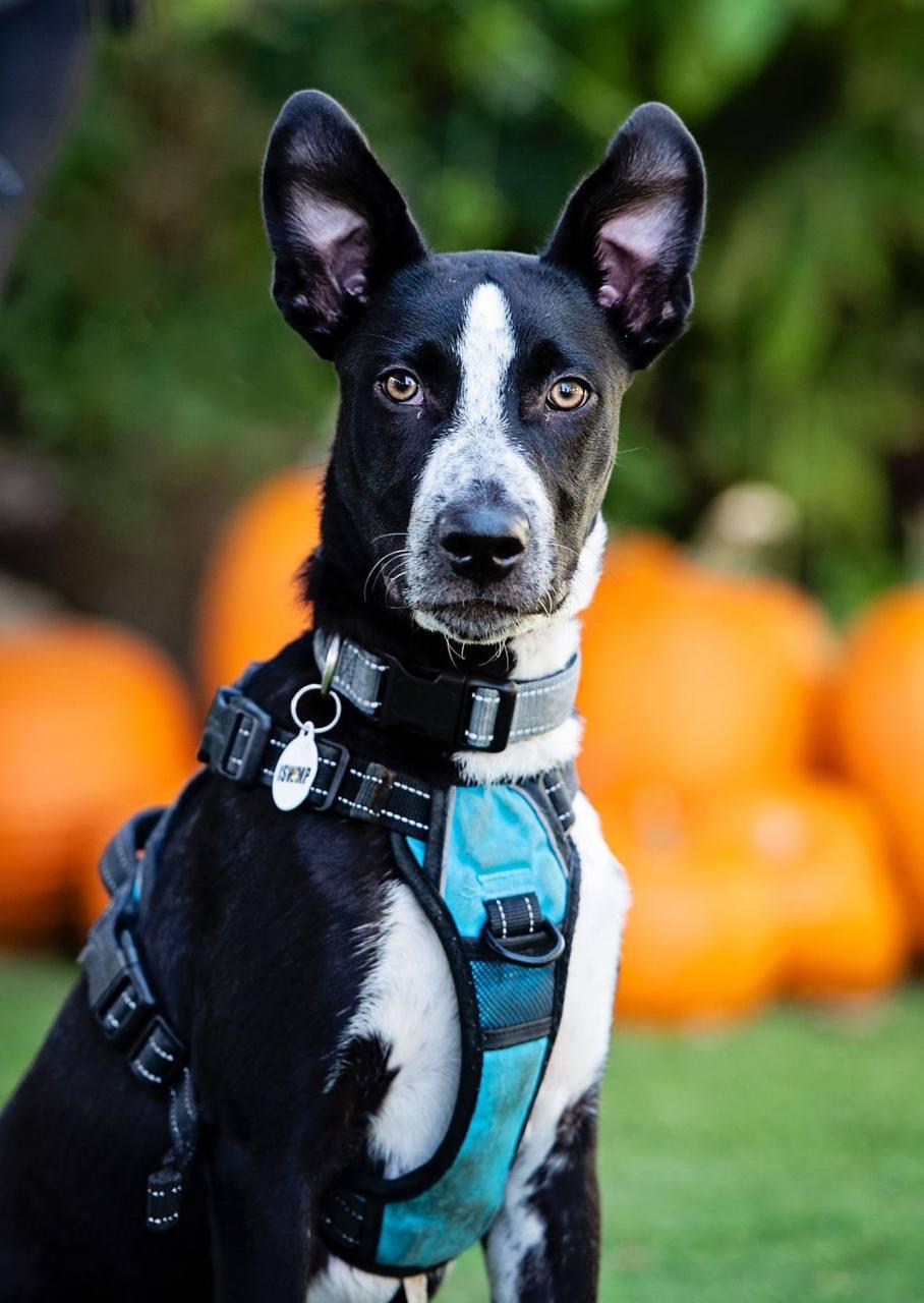 Stewie, a Adoptable Pit Bull Terrier in Los Angeles, CA image 4/6