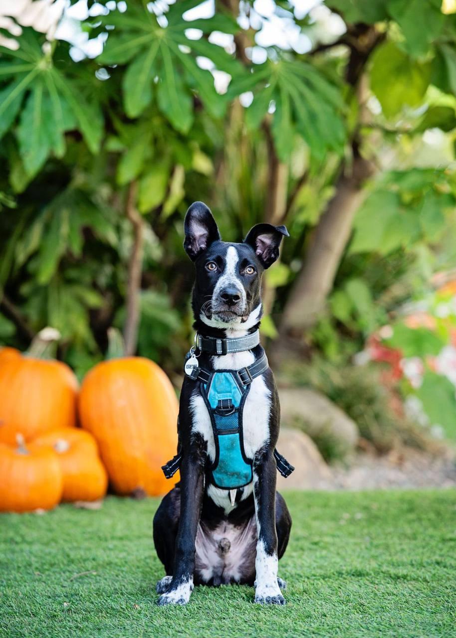 Stewie, a Adoptable Pit Bull Terrier in Los Angeles, CA image 5/6