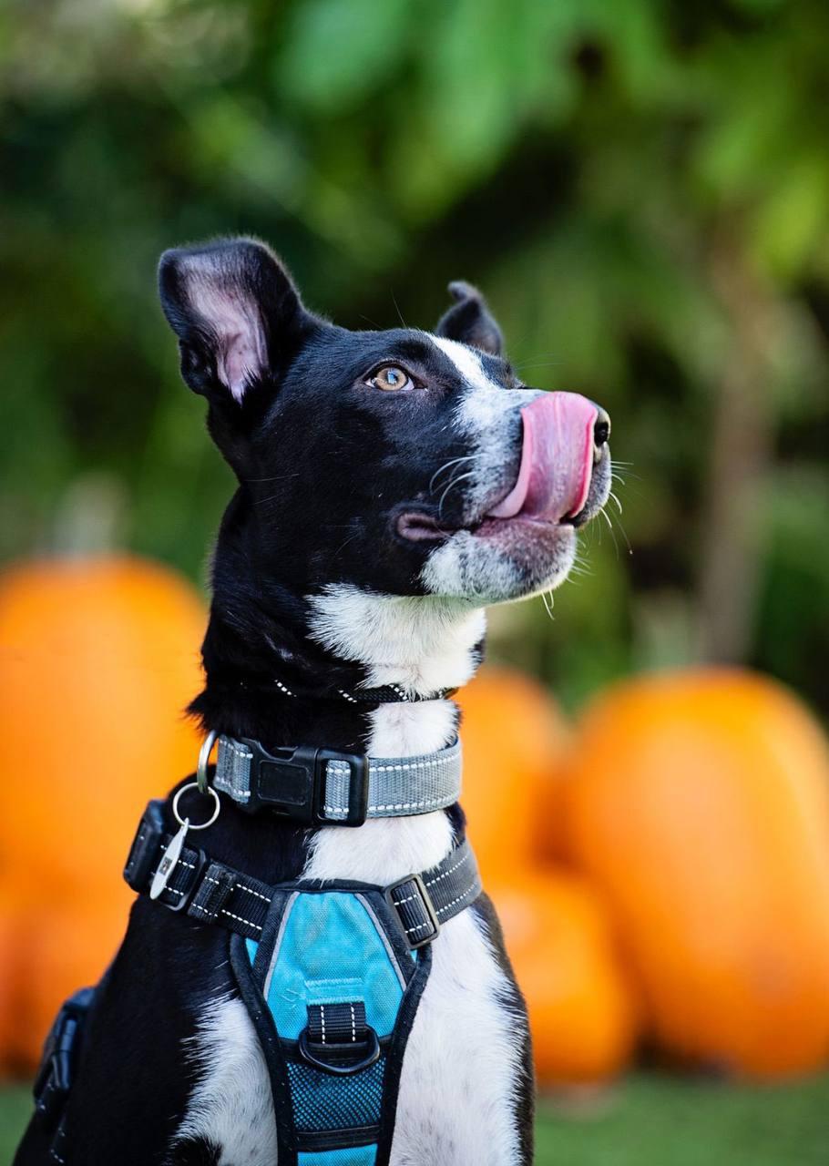 Stewie, a Adoptable Pit Bull Terrier in Los Angeles, CA image 6/6