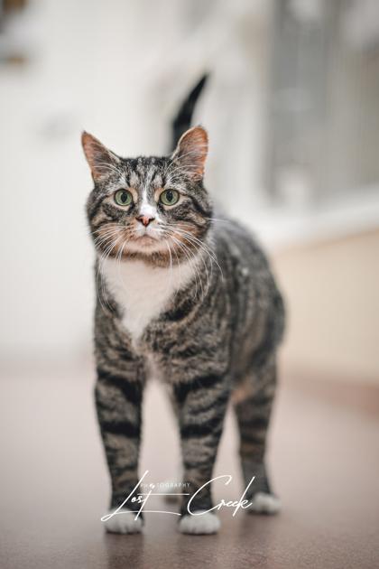 Newman, Adoptable, Senior Male Domestic Short Hair & Domestic Short Hair.