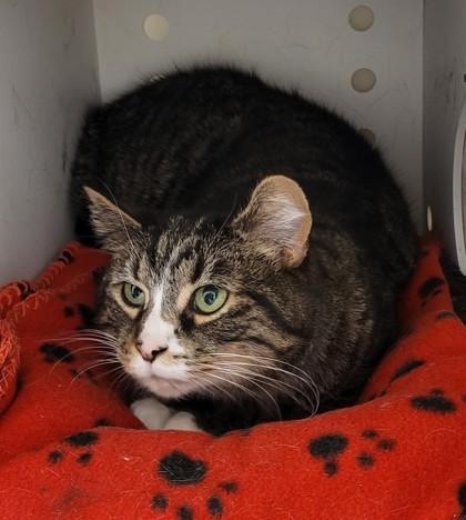 Newman, Adoptable, Senior Male Domestic Short Hair & Domestic Short Hair.
