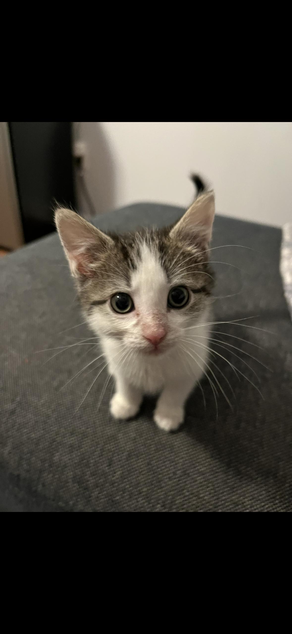 Enlarge Bea, a Adopted Domestic Medium Hair in Stamford, CT image 2/3