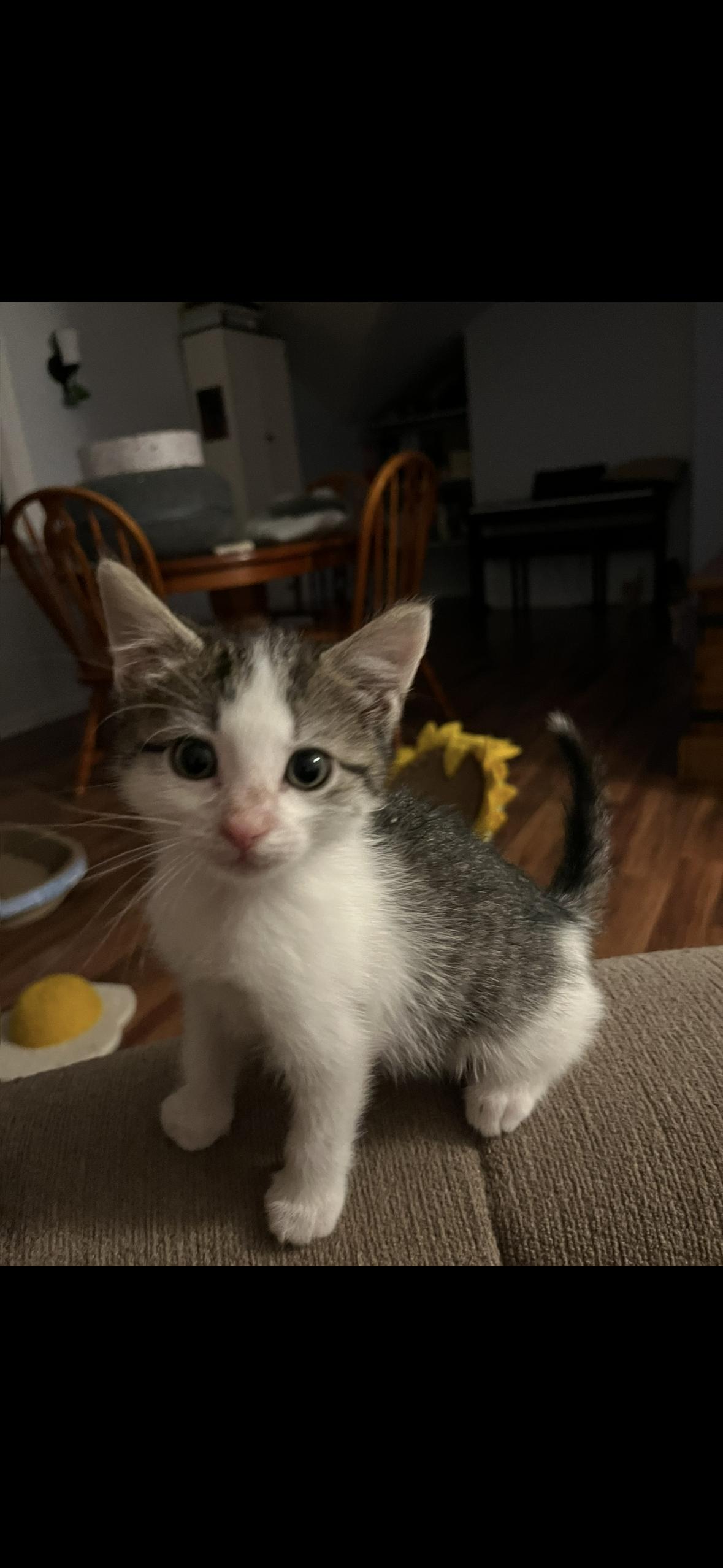 Bea, Adopted, Kitten Female Domestic Medium Hair.