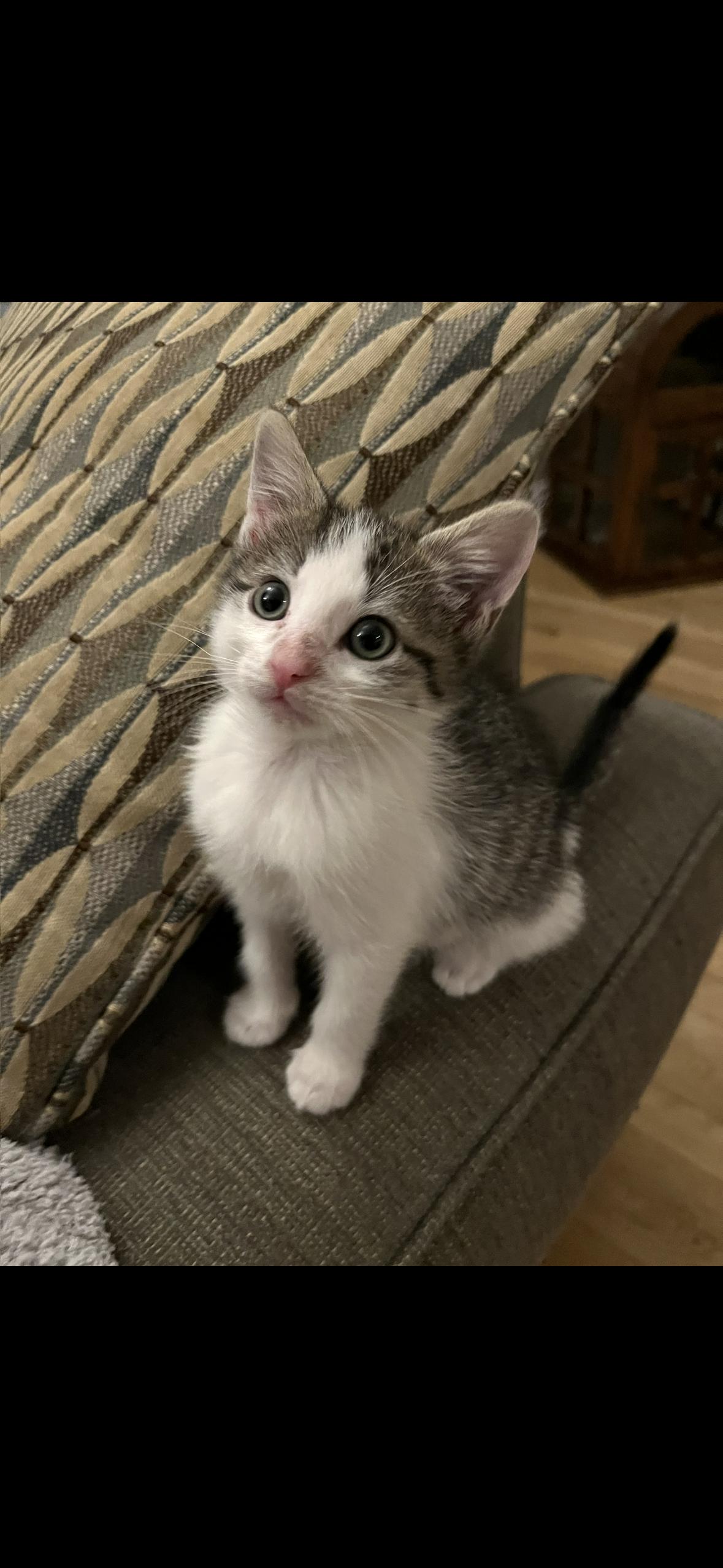 Enlarge Bea, a Adopted Domestic Medium Hair in Stamford, CT image 3/3