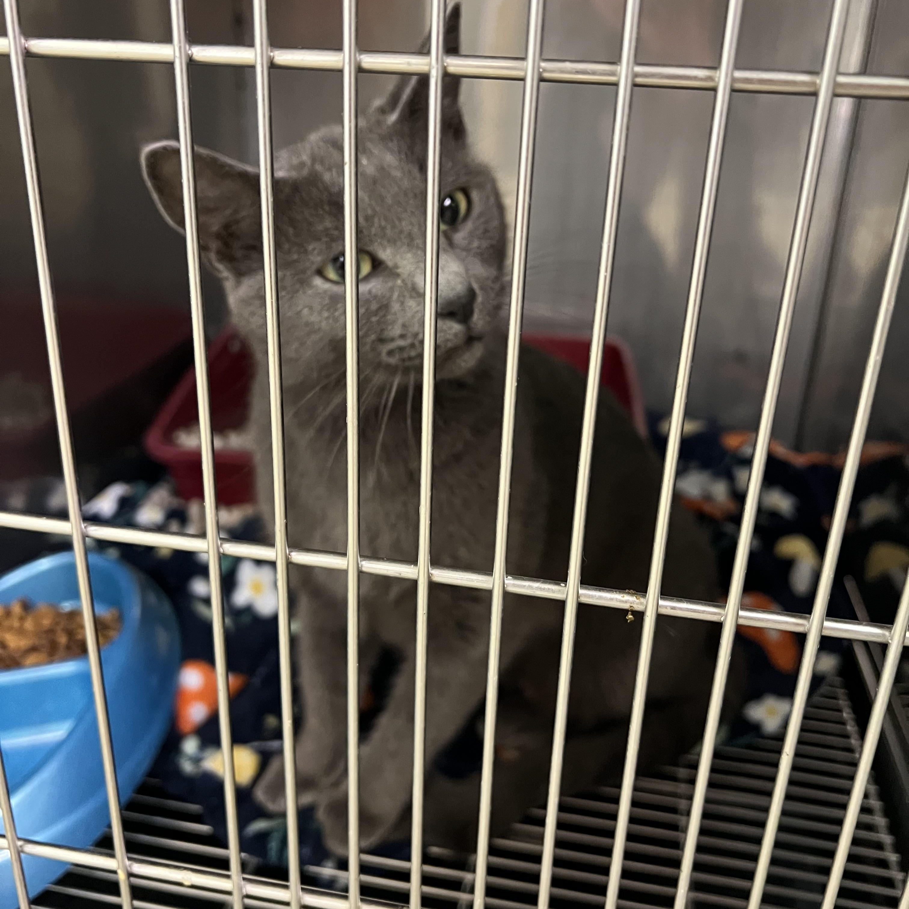 Enlarge Bertha, a Adoptable Domestic Short Hair in sparta, NC image 1/2