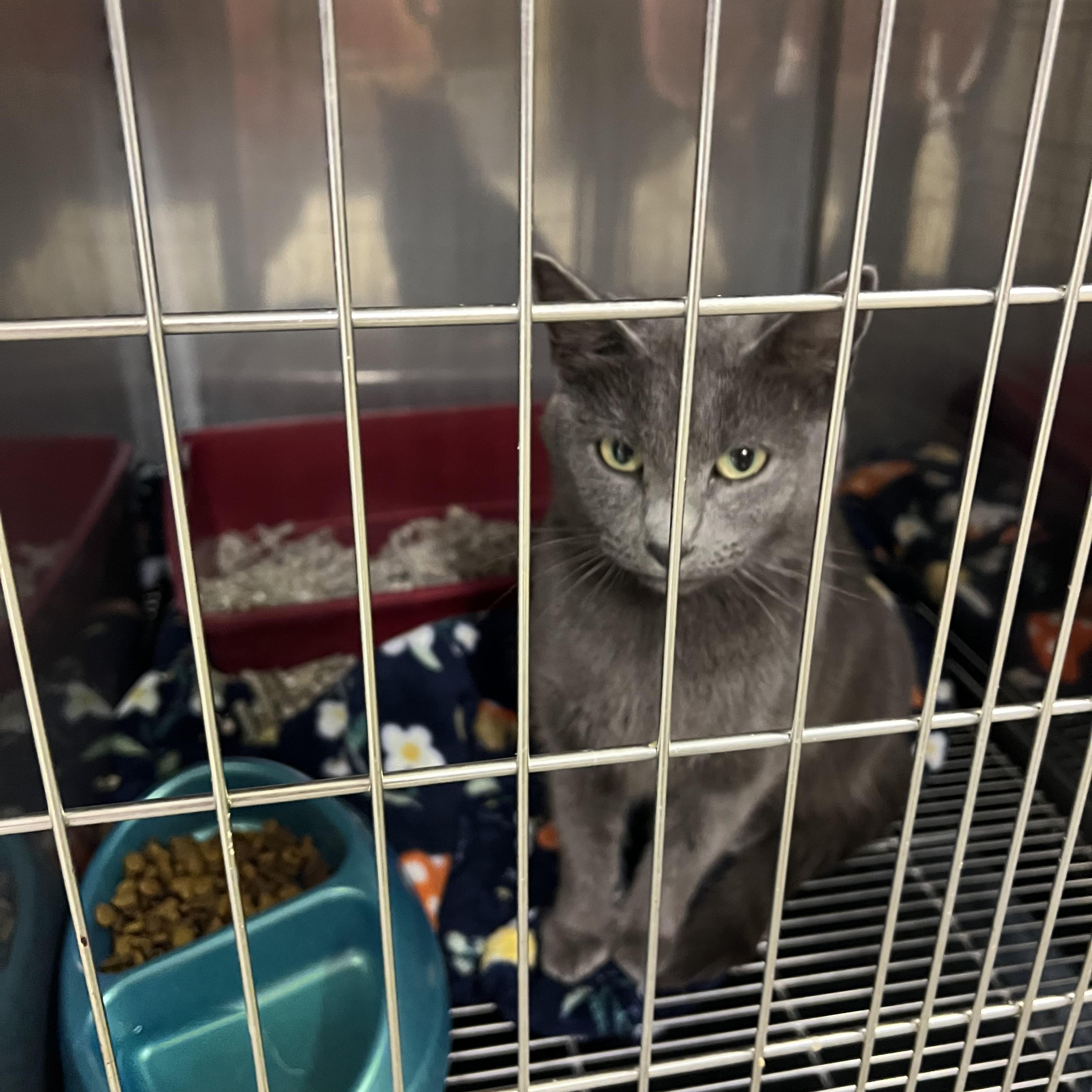 Enlarge Bertha, a Adoptable Domestic Short Hair in sparta, NC image 2/2