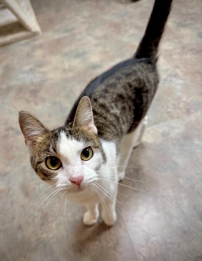 Tuesday **MEET AT AVE SAINTS VET**