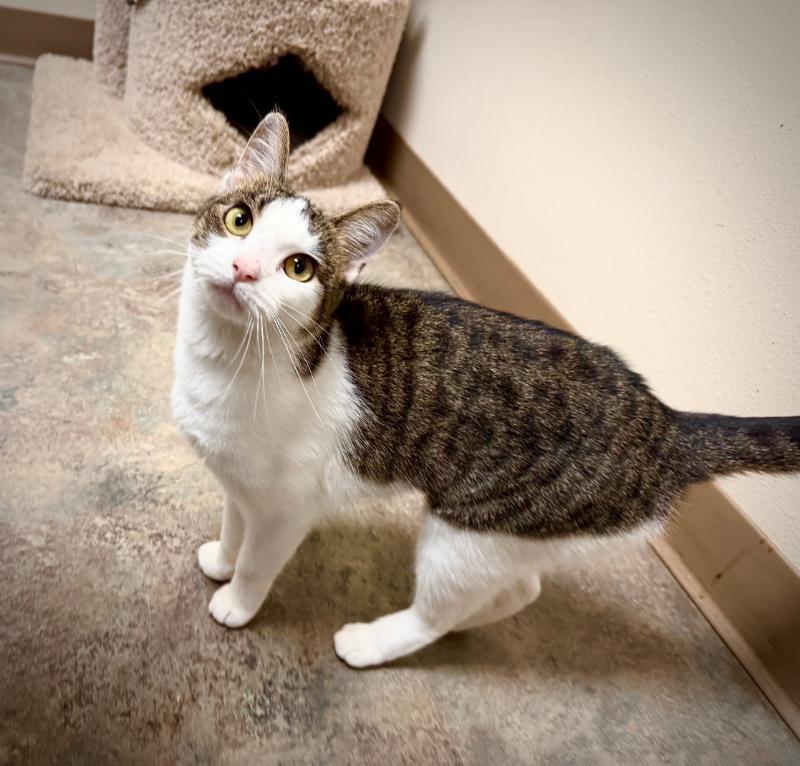 Tuesday **MEET AT AVE SAINTS VET**