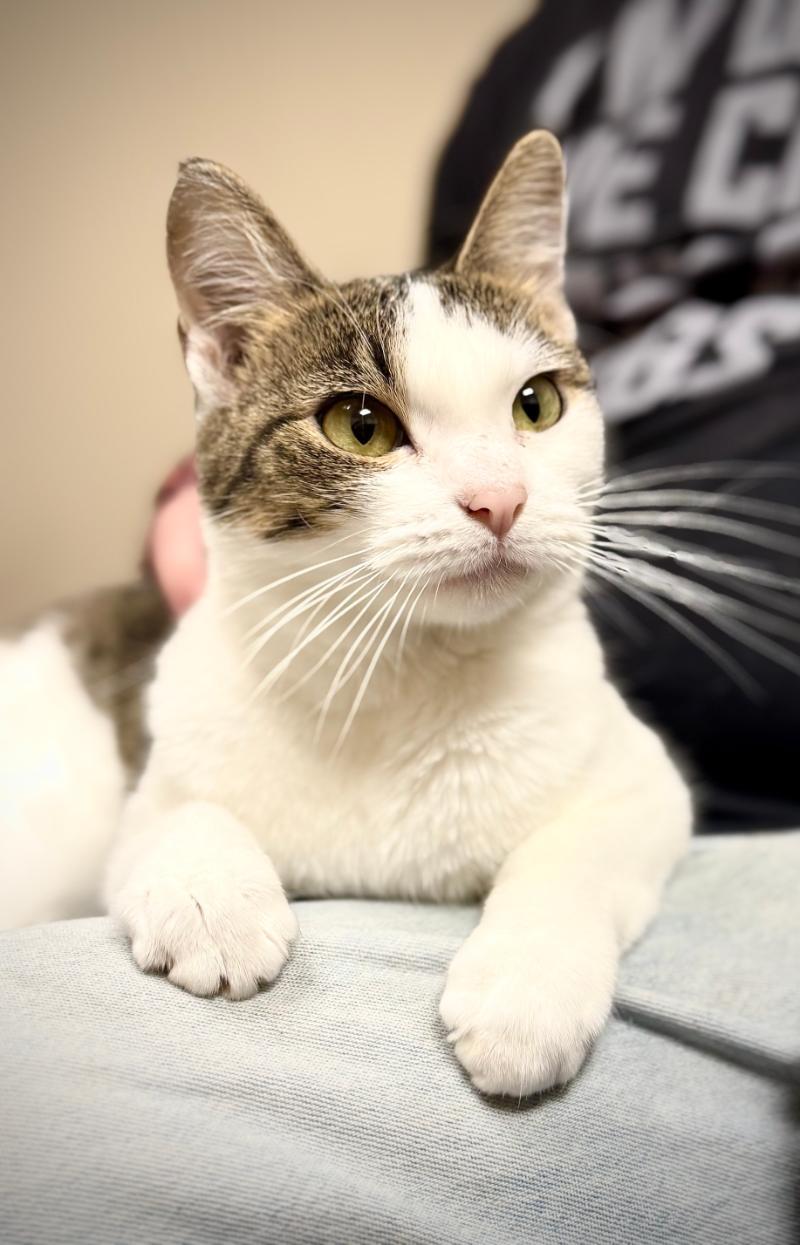 Tuesday **MEET AT AVE SAINTS VET**