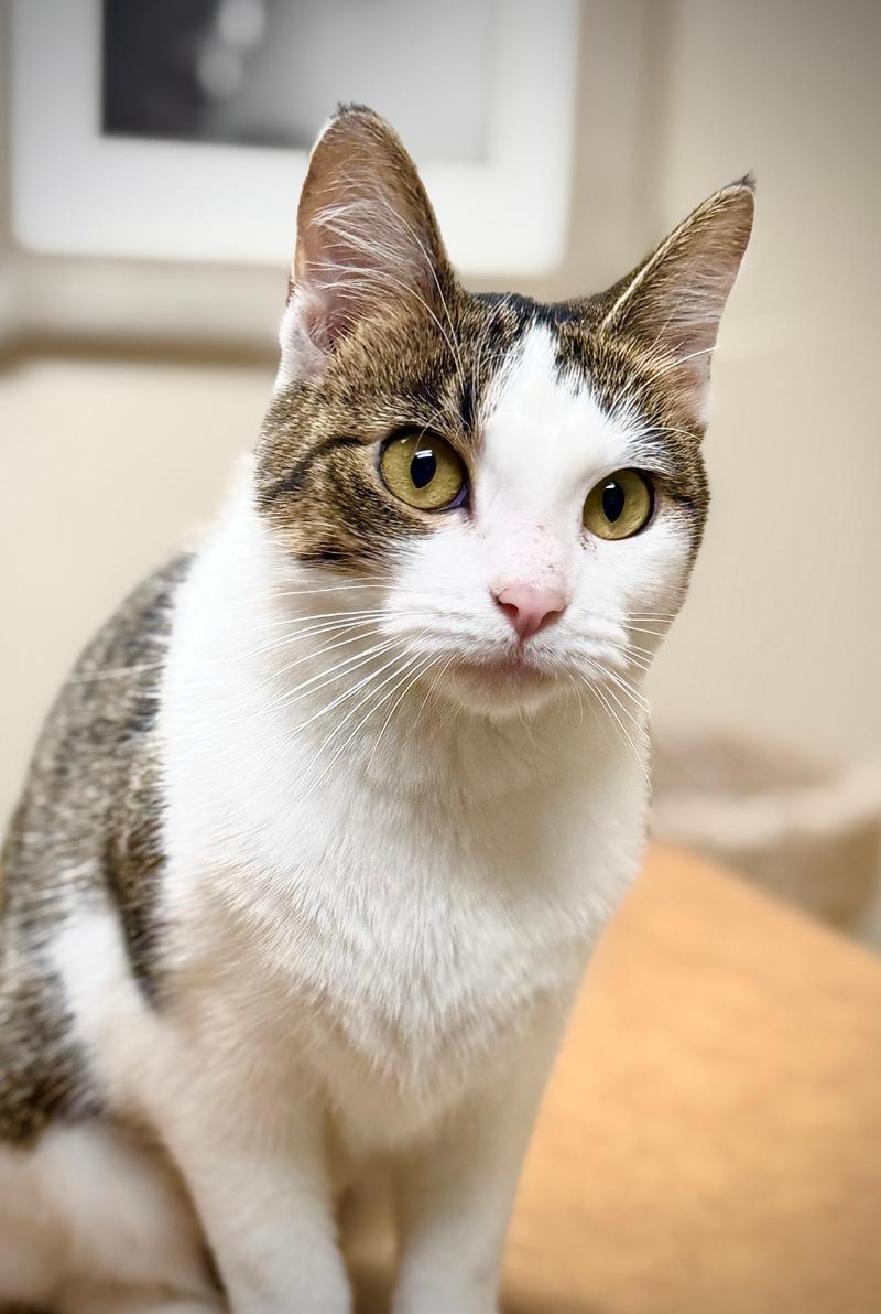 Tuesday **MEET AT AVE SAINTS VET**