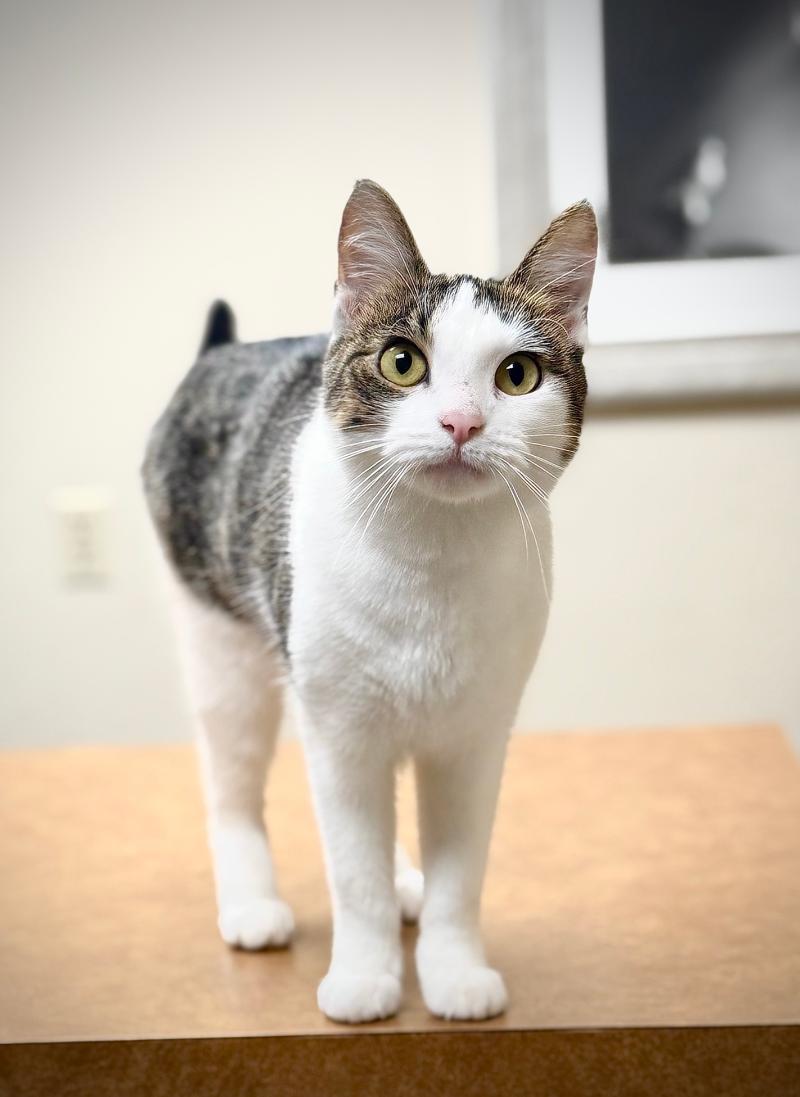 Tuesday **MEET AT AVE SAINTS VET**