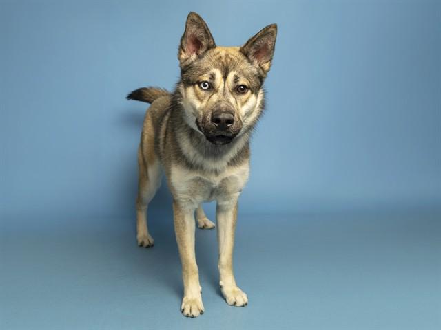 Enlarge SHAMUS, a Adoptable mixed breed in Phoenix, AZ image 1/1