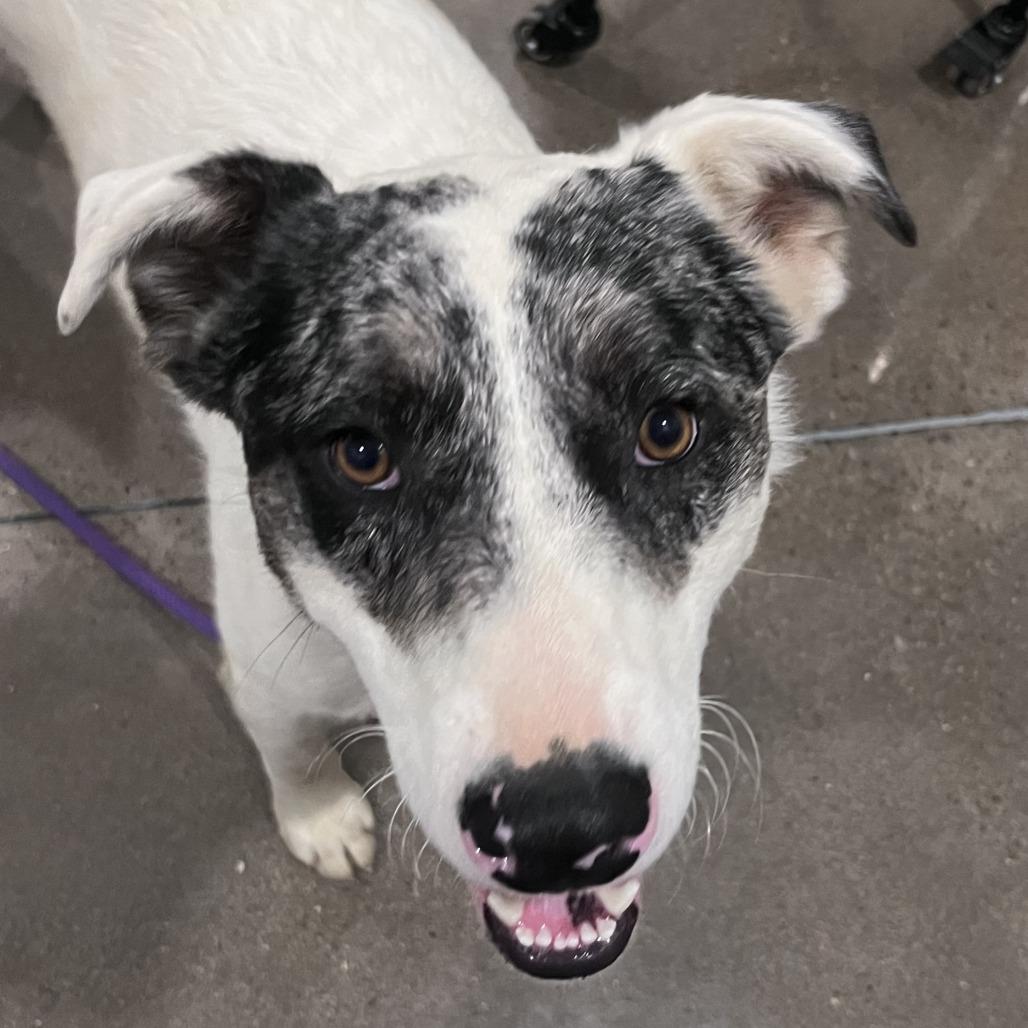 Enlarge Nomad Nico, a Adoptable mixed breed in Washburn, MO image 2/2