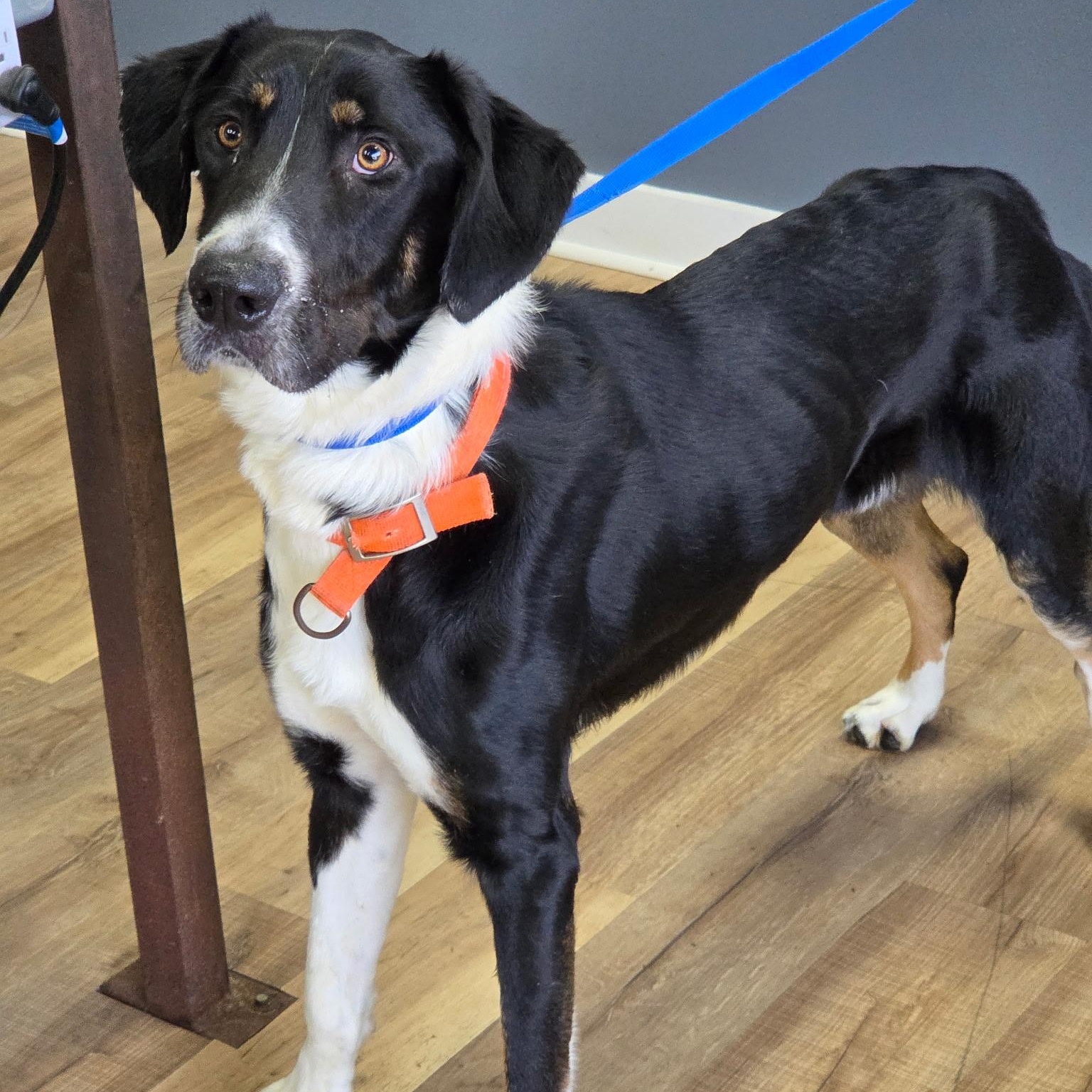 Enlarge Toby, a ADOPTABLE mixed breed in Brentwood, TN image 3/4