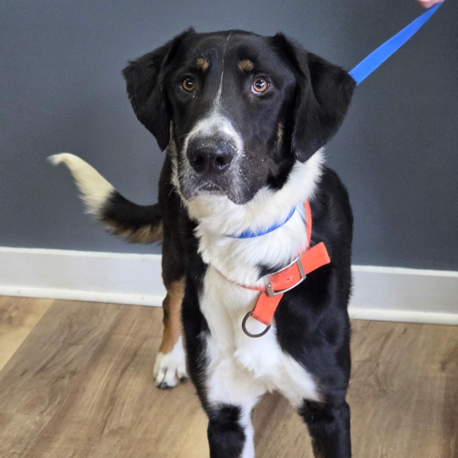 Toby, ADOPTABLE, Young Male Bernese Mountain Dog & Greater Swiss Mountain Dog.