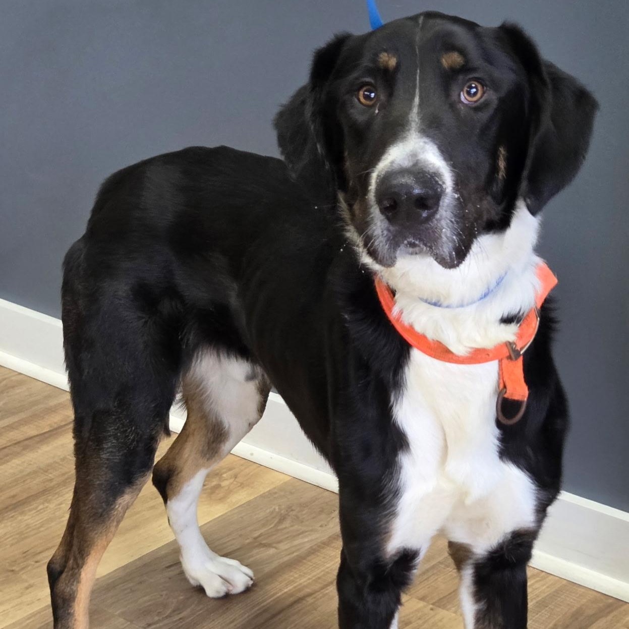Enlarge Toby, a ADOPTABLE mixed breed in Brentwood, TN image 4/4