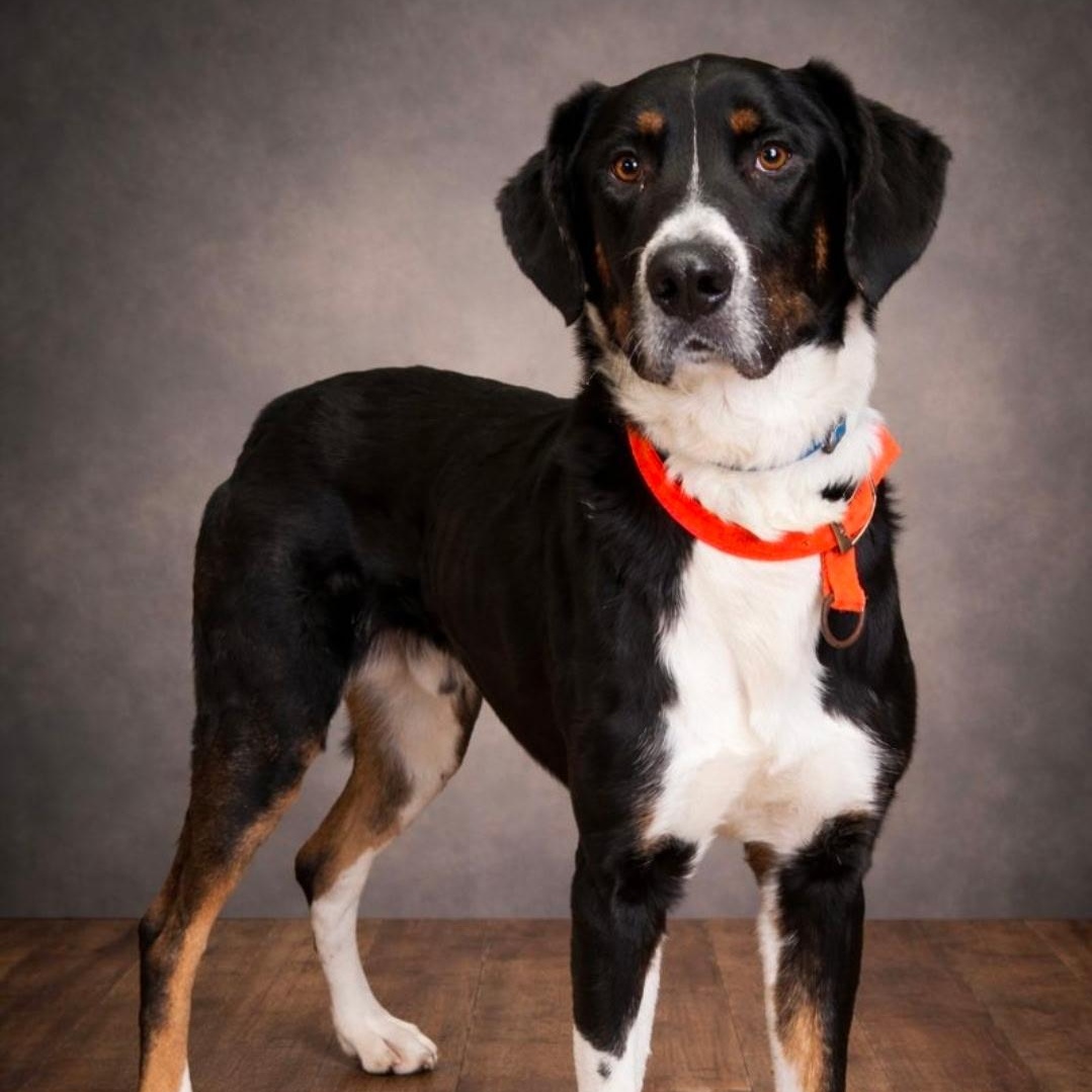 Enlarge Toby, a ADOPTABLE mixed breed in Brentwood, TN image 1/4