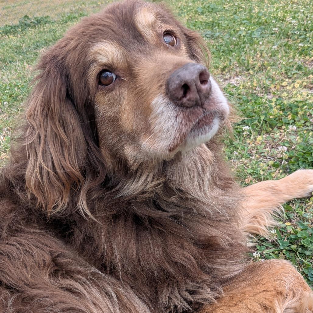 Enlarge Bear, a Adoptable mixed breed in Tulsa, OK image 1/6