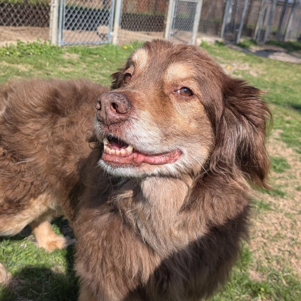 Bear, Adoptable, Senior Male Australian Shepherd.