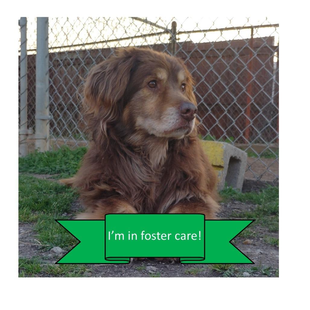 Enlarge Bear, a Adoptable mixed breed in Tulsa, OK image 2/6