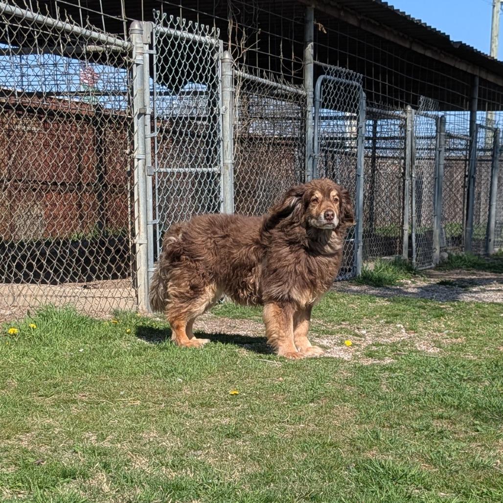 Enlarge Bear, a Adoptable mixed breed in Tulsa, OK image 3/6