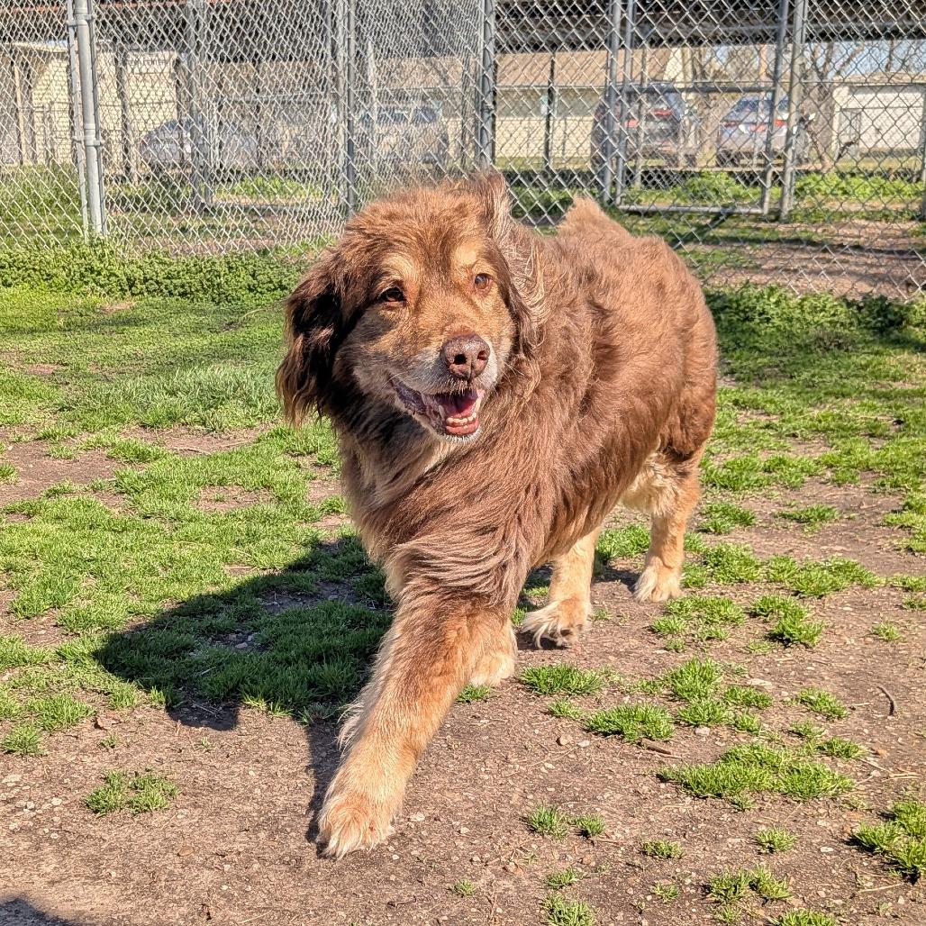Enlarge Bear, a Adoptable mixed breed in Tulsa, OK image 4/6
