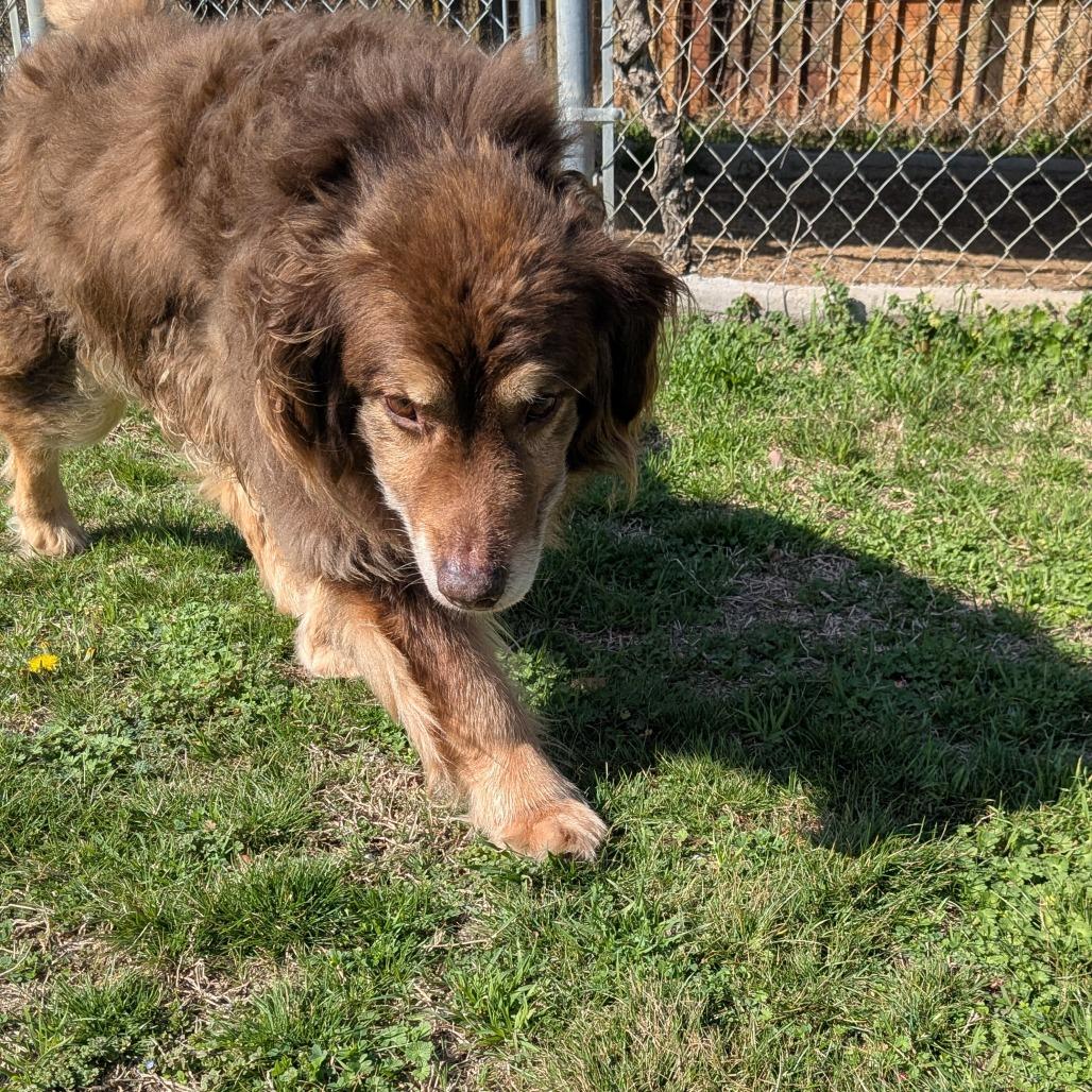 Enlarge Bear, a Adoptable mixed breed in Tulsa, OK image 5/6