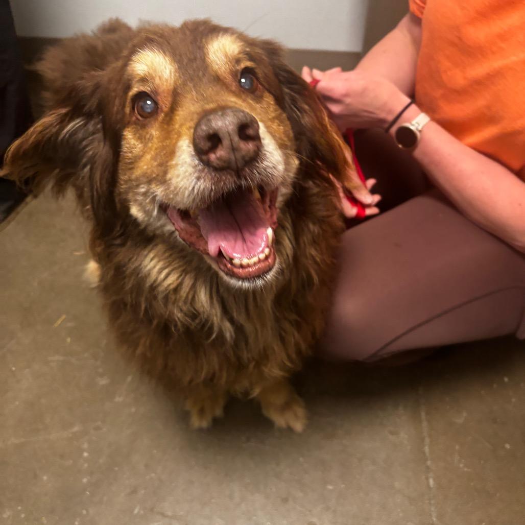 Enlarge Bear, a Adoptable mixed breed in Tulsa, OK image 6/6