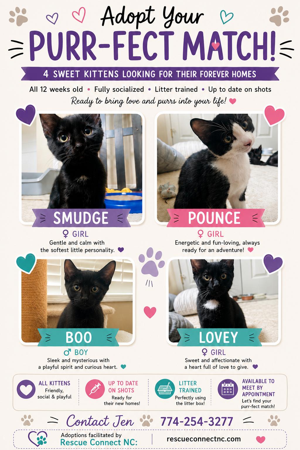 Enlarge POUNCE, a Adoptable Domestic Short Hair in Wilmington, NC image 2/2