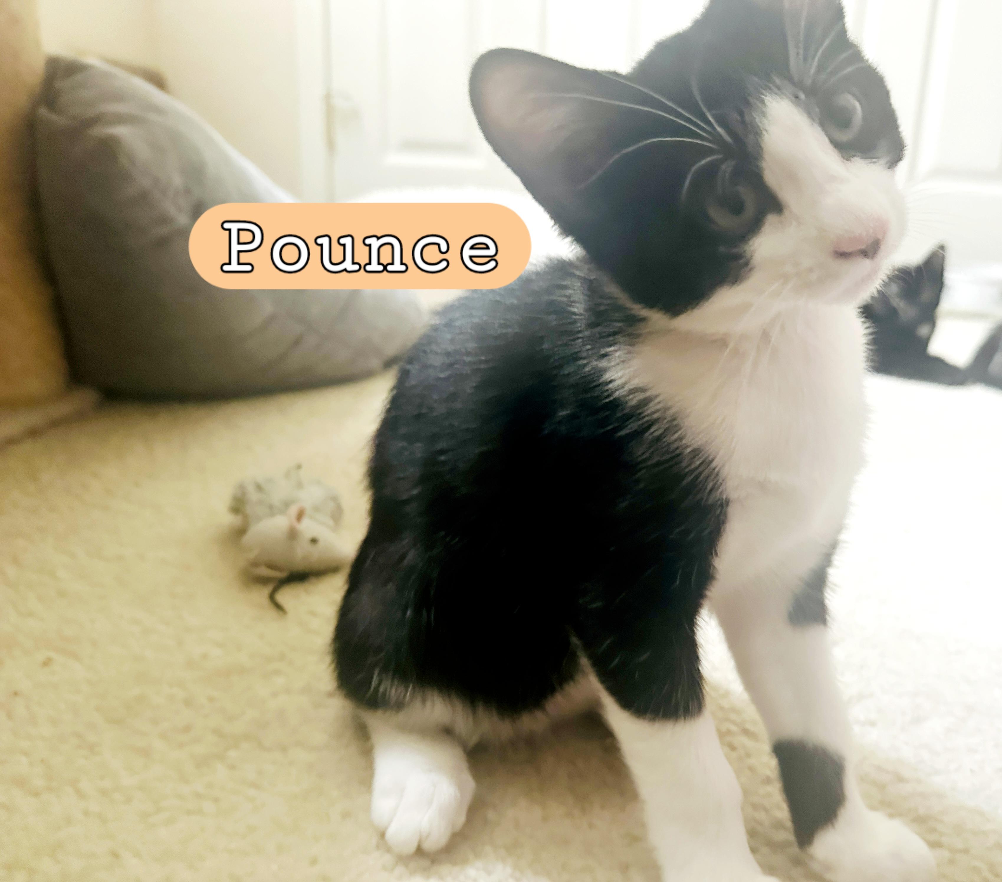 POUNCE, Adoptable, Kitten Female Domestic Short Hair.