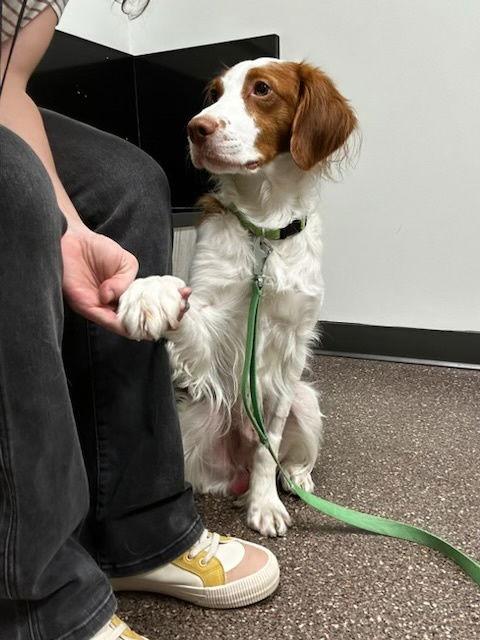 UT/Echo, Adoptable, Adult Male Brittany Spaniel.