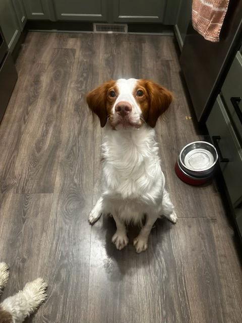 Enlarge UT/Echo, a Adoptable Brittany Spaniel in Baldwinsville, NY image 2/3