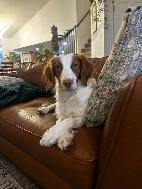 Enlarge UT/Echo, a Adoptable Brittany Spaniel in Baldwinsville, NY image 3/3