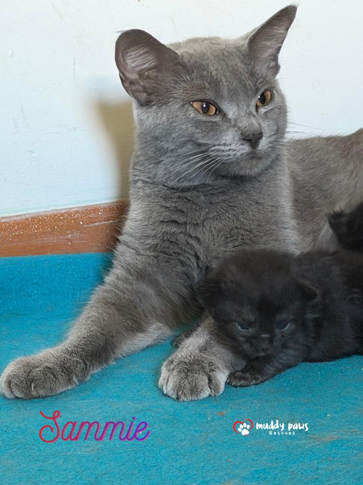 Mama of Storm Survivors: Sammie, Adoptable, Young Female Domestic Short Hair.