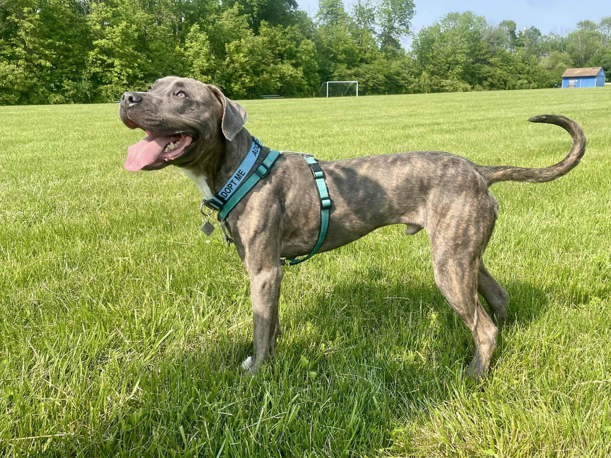 Champion, Adult Male Pit Bull Terrier