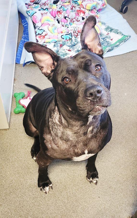 Pepper, a ADOPTABLE mixed breed in Perth Amboy, NJ image 2/3