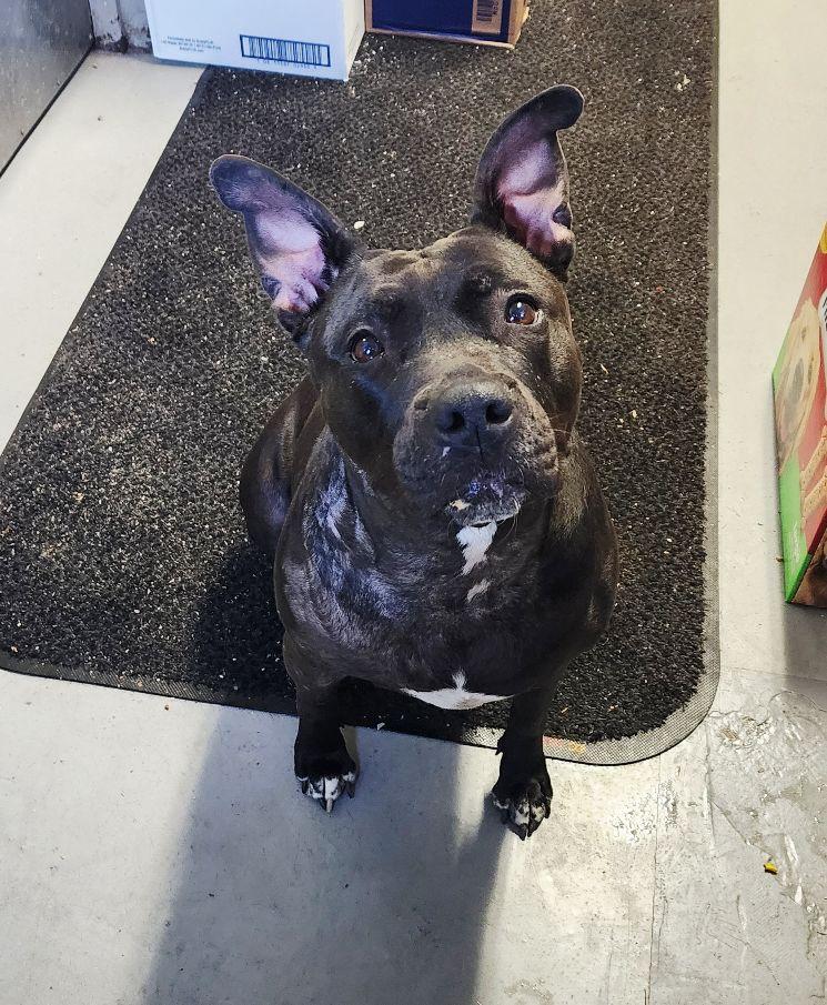 Pepper, a ADOPTABLE mixed breed in Perth Amboy, NJ image 3/3